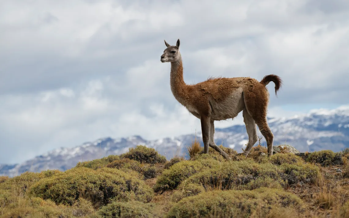 Guanaco