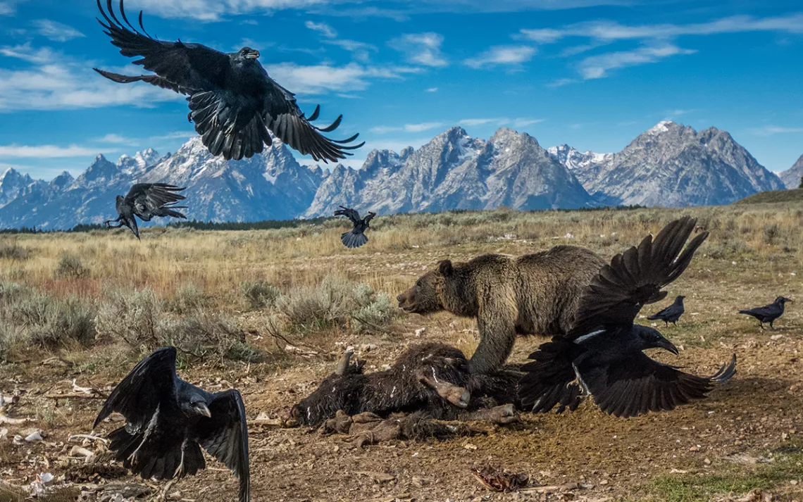 A grizzly bear looks up from a half-eaten bison with several ravens surrounding him and rocky hills in the background.
