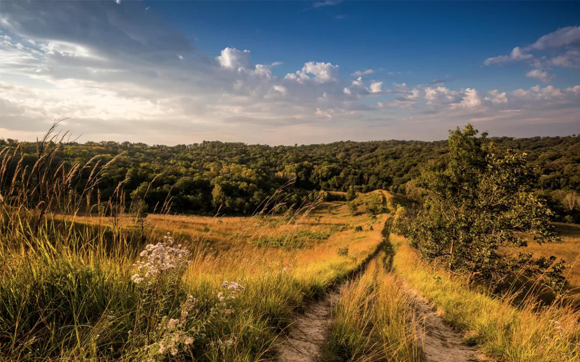 A dirt trail leads down toward rolling hills of green in Iowa's Loess Hills.