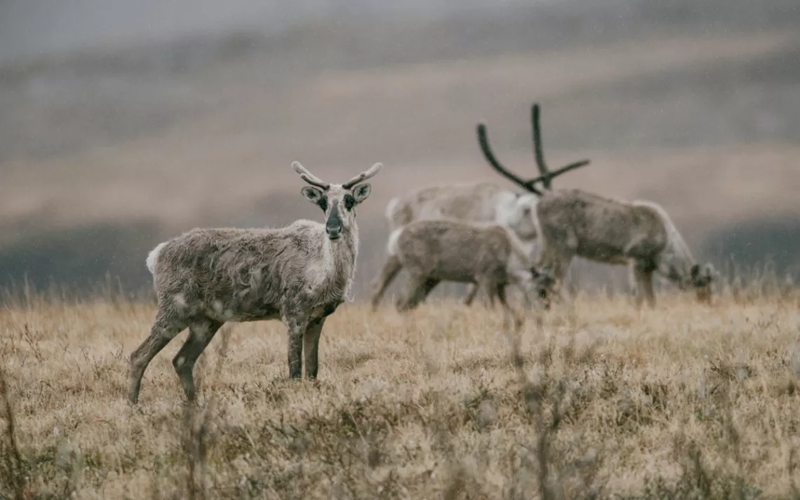 A caribou in the Arctic National Wildlife Refuge