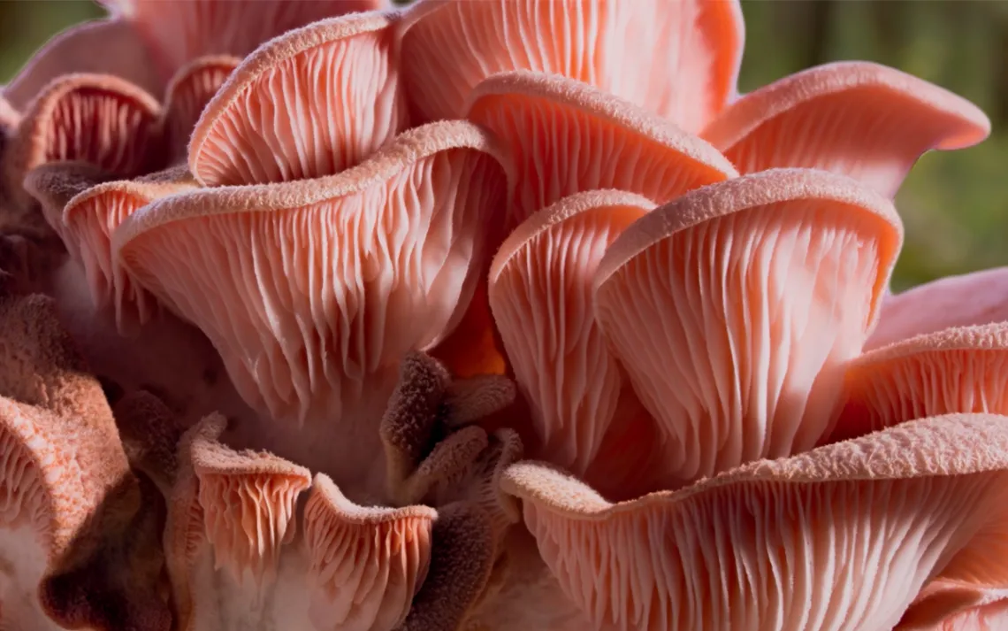 Closeup of a pink mushroom