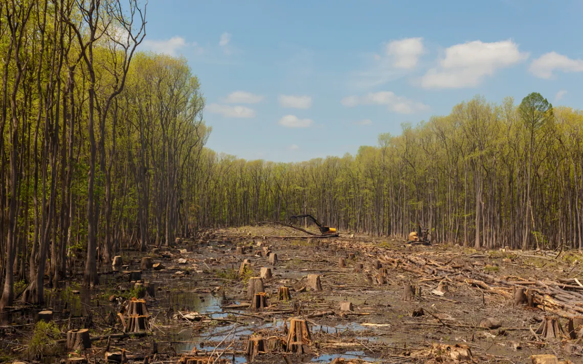 A large section of clearcut forest in a swampy area of southeastern USA.
