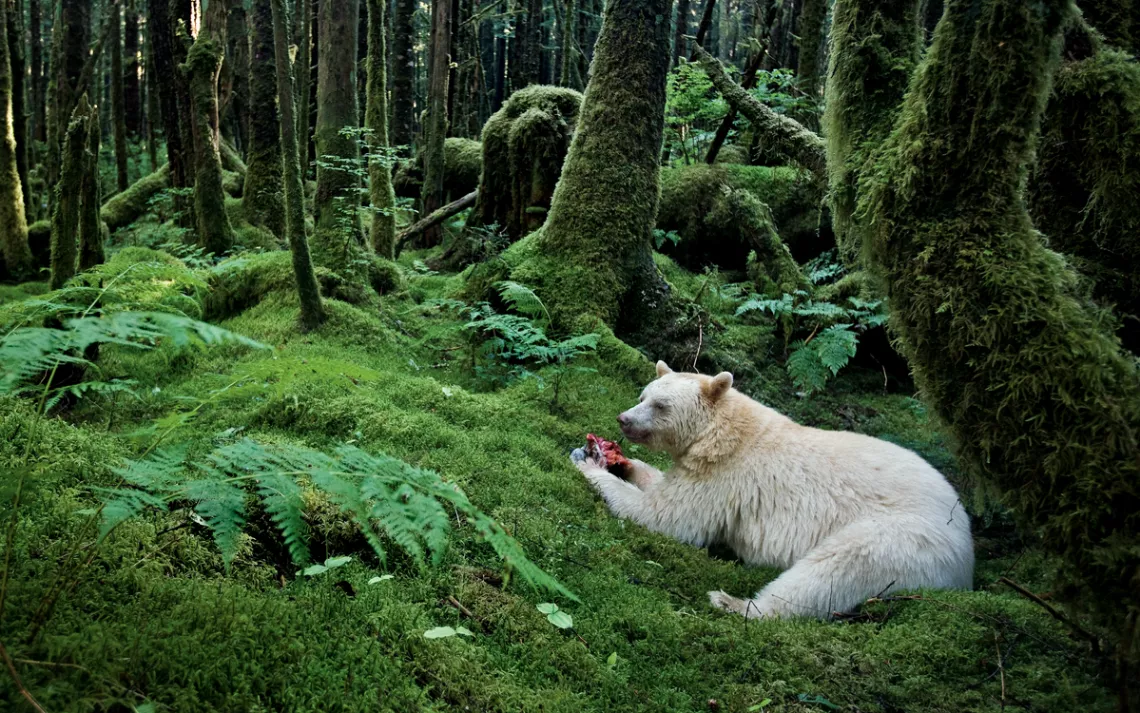 A white black bear lies in a lush green forest eating a fleshy salmon.