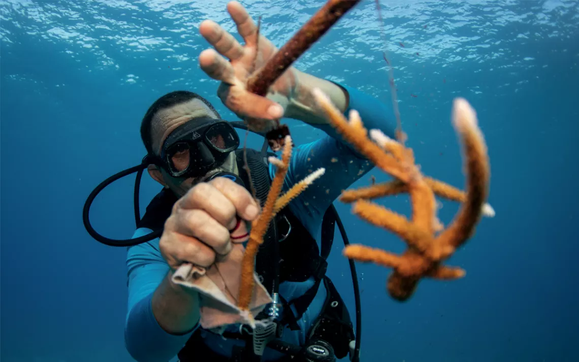 Reinaldo Borrego Hernández is underwater in diving gear, cleaning off a piece of orange coral.
