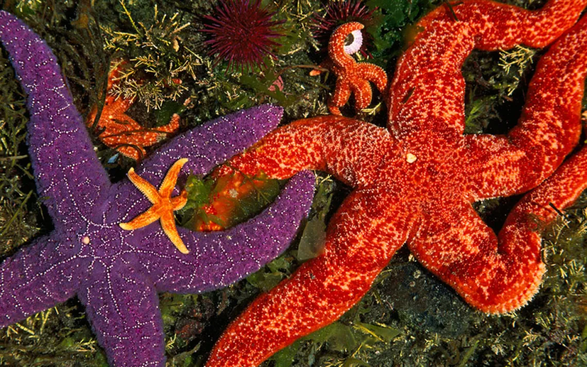 sea stars