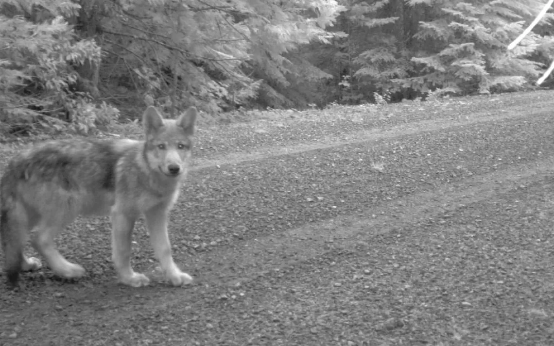 Wolf OR7 is a proud father -- again! Photo courtesy of USFWS