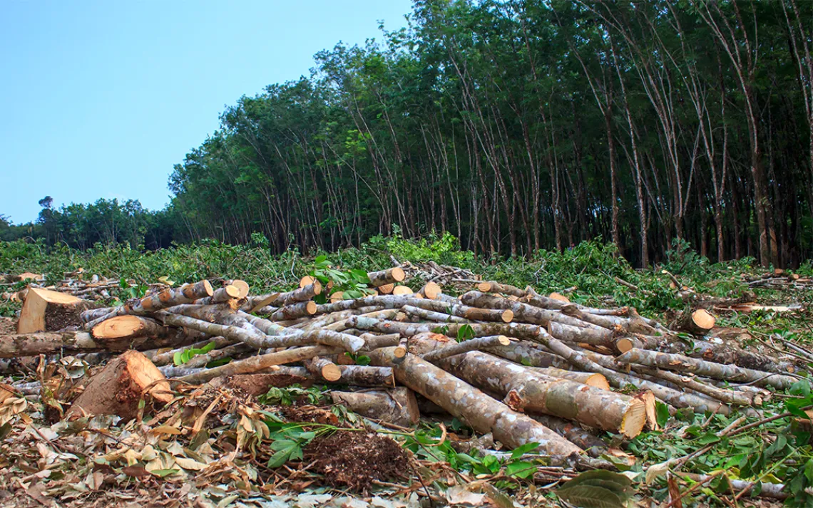 Deforestation