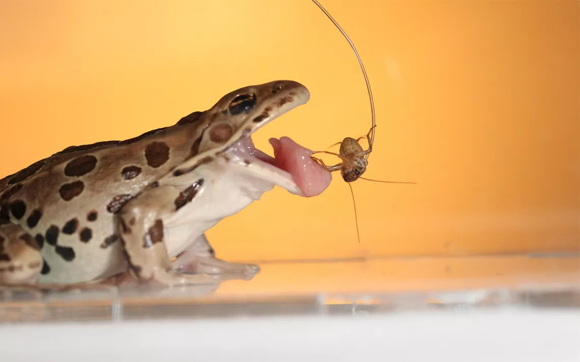 Frogs Can Deliver a Real Tongue Lashing
