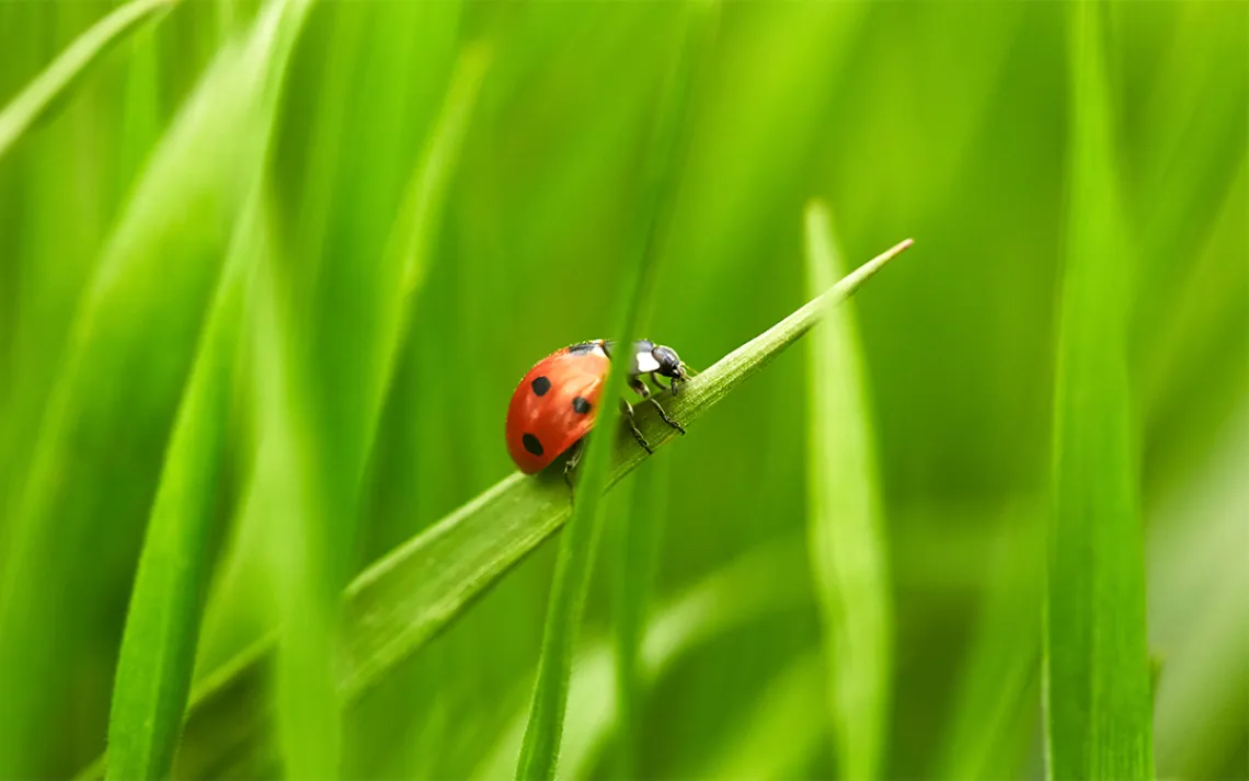 Ladybug