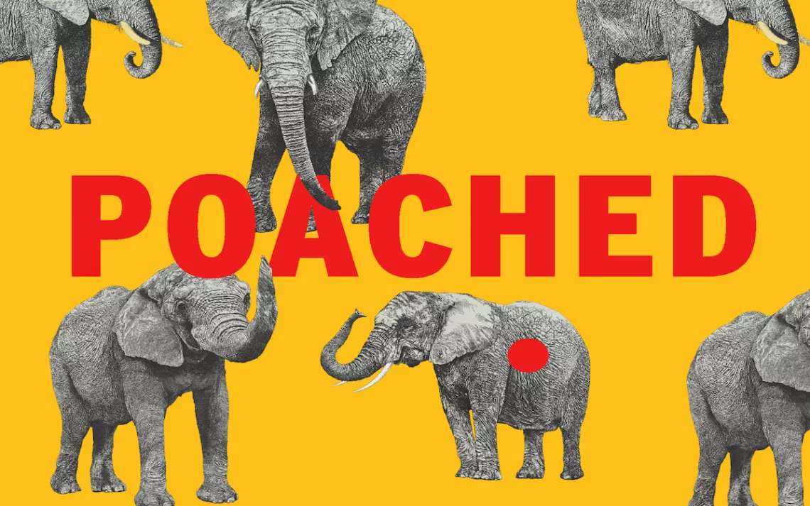 Illustration of elephants, saying 'Poached'