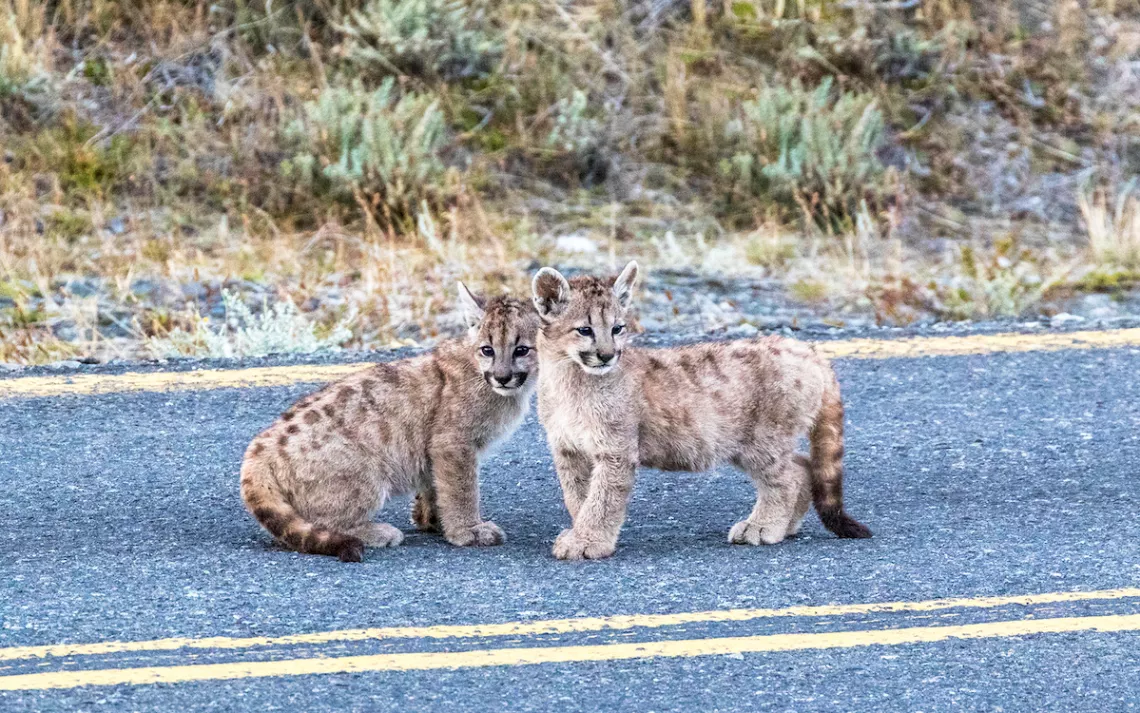 Puma cubs in Patagonia's Torres del Paine National Park