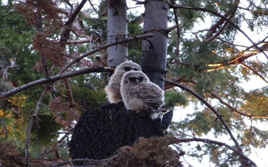 Spotted owl