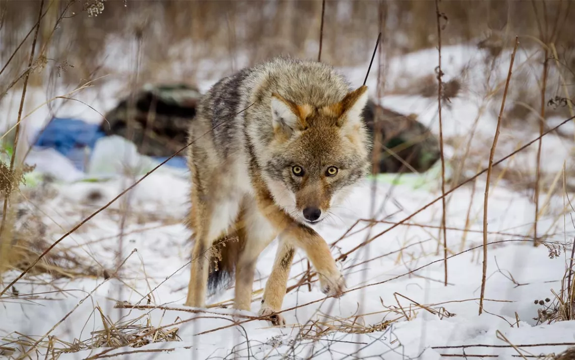 Coyotes thriving in big cities, suburbs