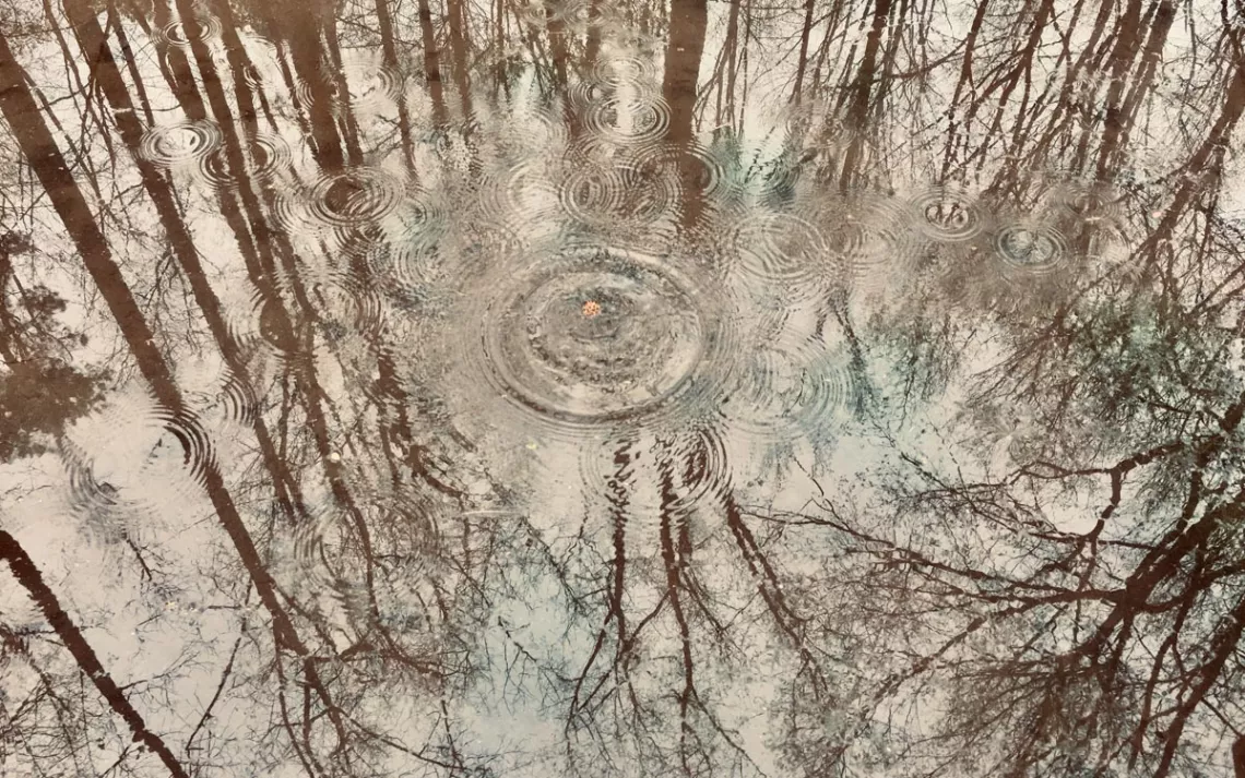 Trees reflected upside down in a wet landscape. 