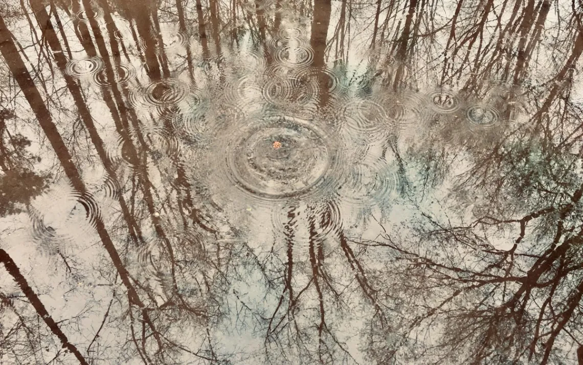 Trees reflected upside down in a wet landscape. 