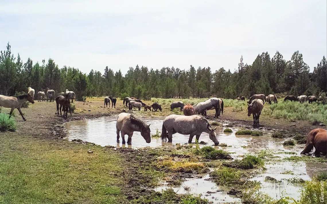 Wild horses