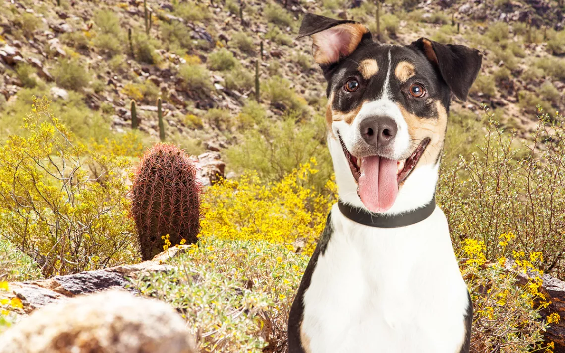 Photo by IStock | A Dog's Life