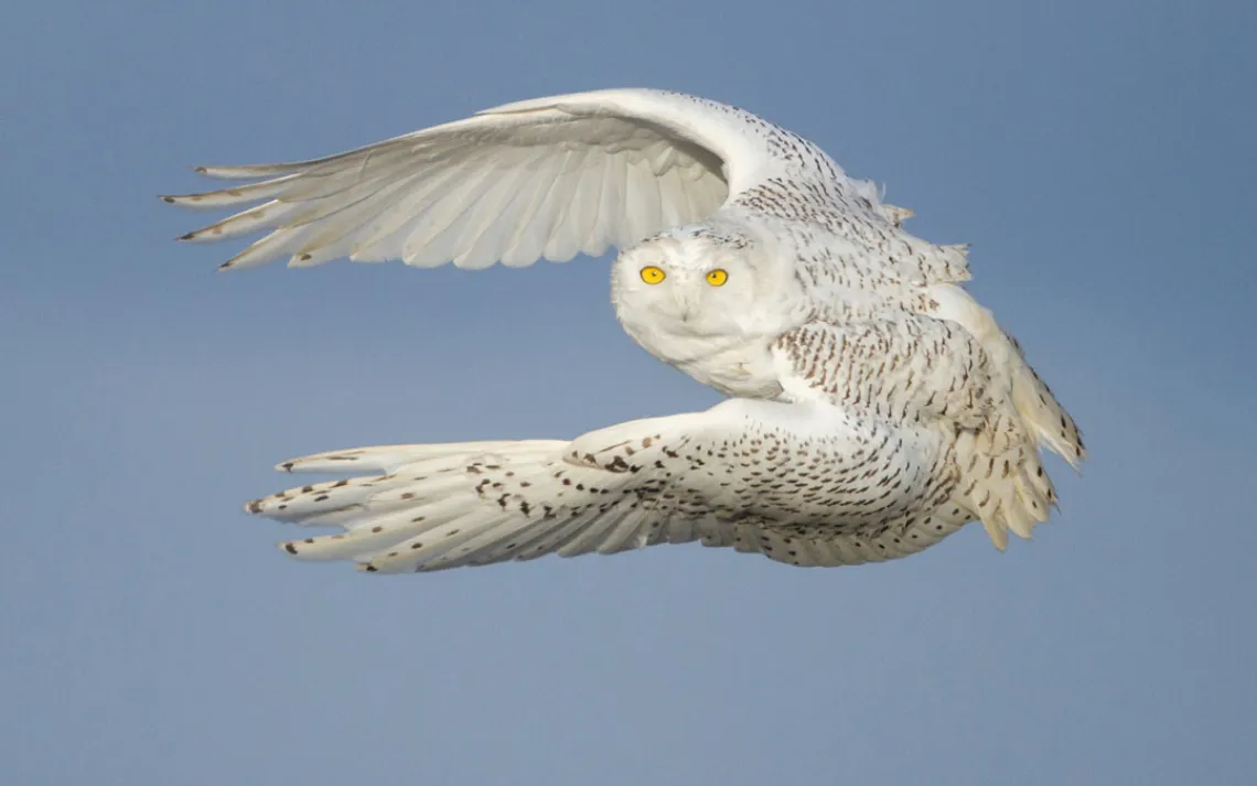 Snowy Owl Flying