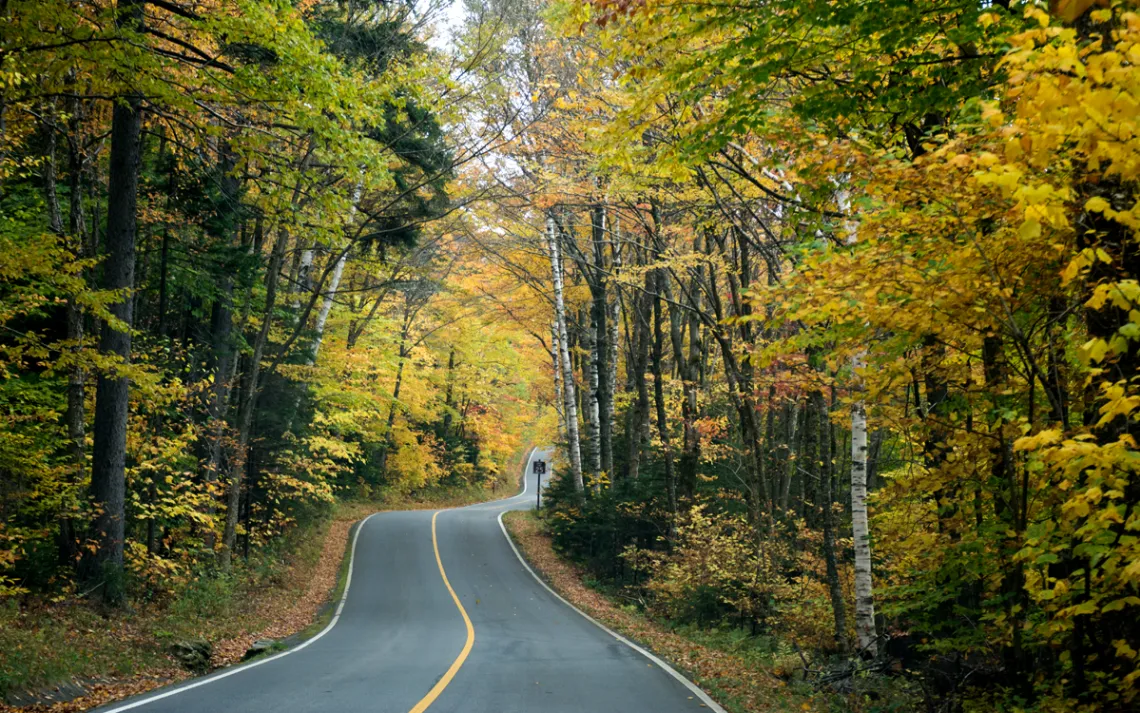 Winding gray paved road reaching into a forest brilliant with red and green leaves. 