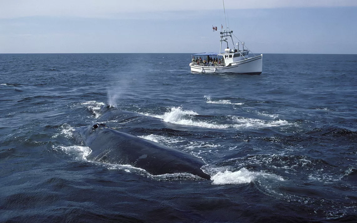 Big, beautiful whales surfacing in a deep blue ocean, with a small white boat in the distance.