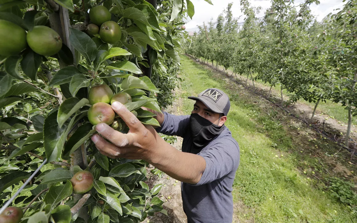 Orchard worker standing on a ladder wearing a face mask and grasping an apple in the middle of an orchard. 