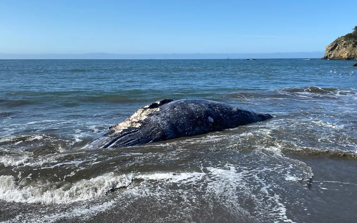 A deceased gray whale lies in the waves at the opening of Muir Beach.