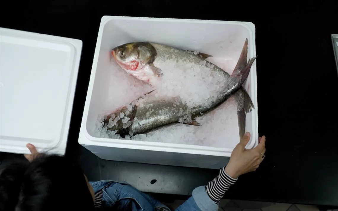 "Copi" is a new name for four species of carp
