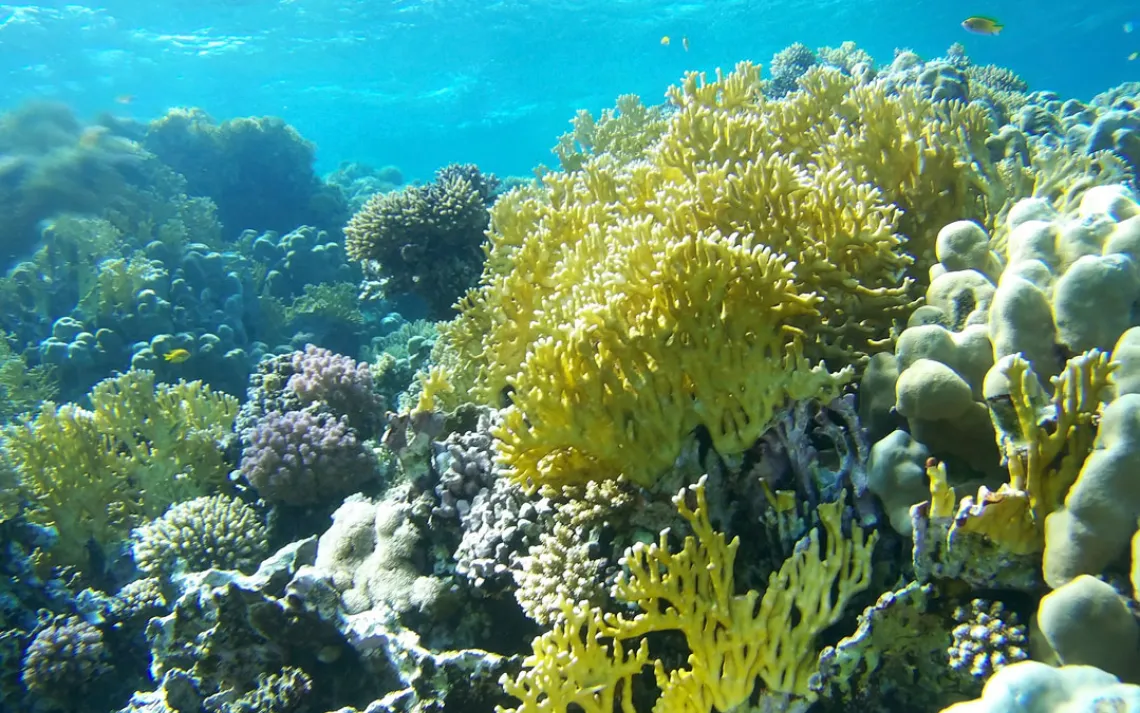 Coral reef