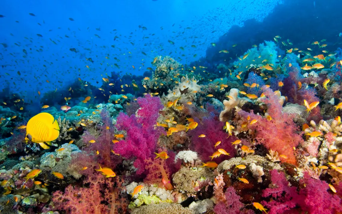 Coral reef in the Red Sea