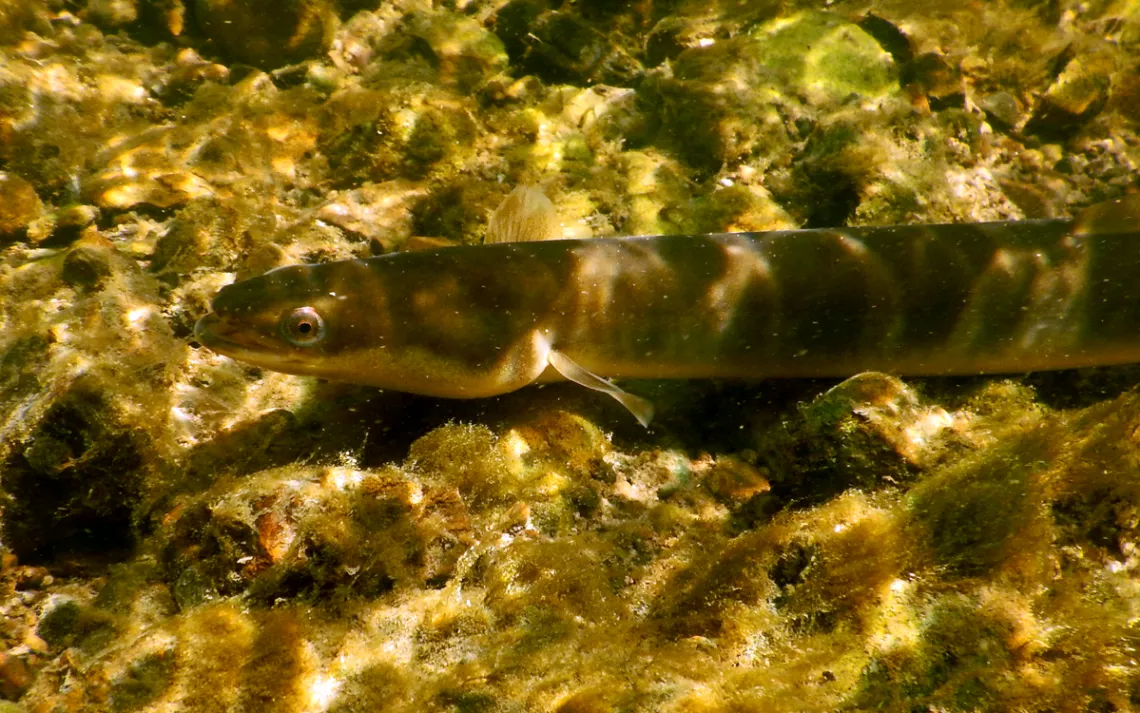 An American eel swims in Susquehanna River tributary Buffalo Creek