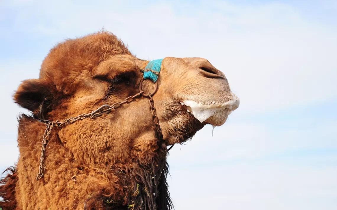 Big beautiful camel face in profile against a blue sky with drool coming out of its mouth. 