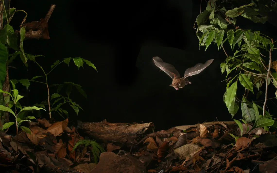 Fringe-lipped bat