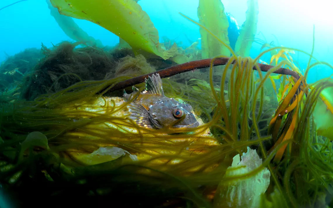 Cute bug-eyed silver fish lying in a greenish-yellow bed of Arctic kelp underwater