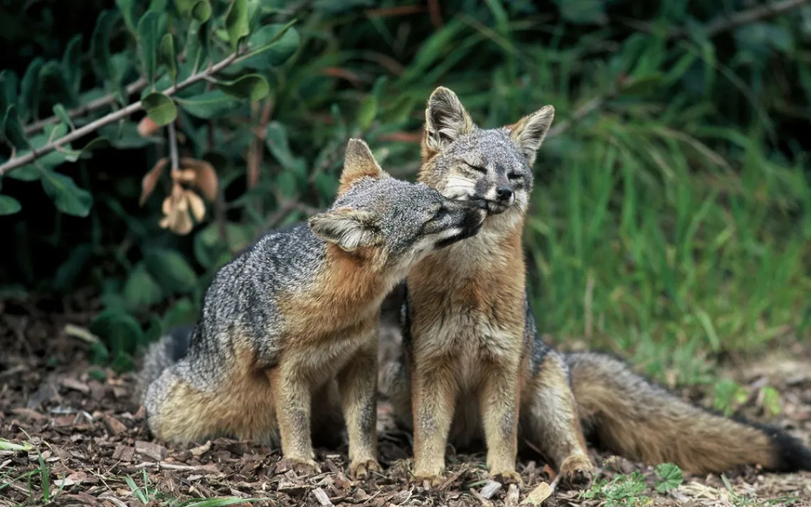 Channel Island foxes