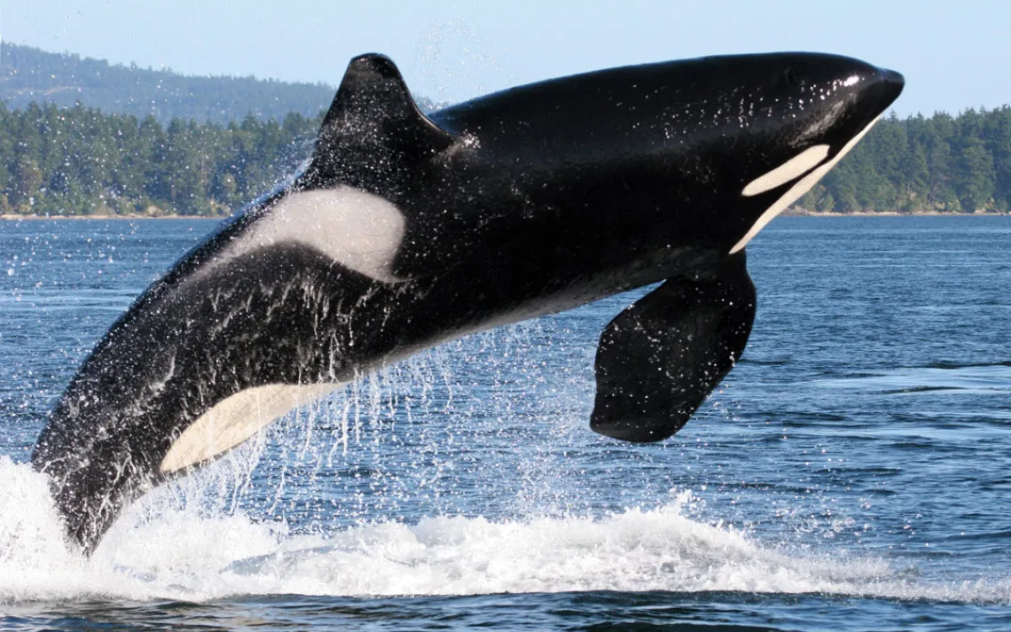 killerwhale