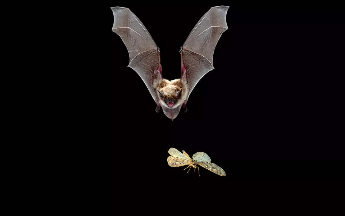 Yuma myotis, a small bat native to California's Sierra Nevada, with wings outspread against black backdrop