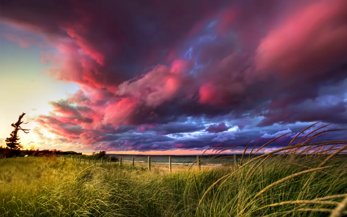 Dramatic purple and blue sky over a horizon of waving beach grass. 