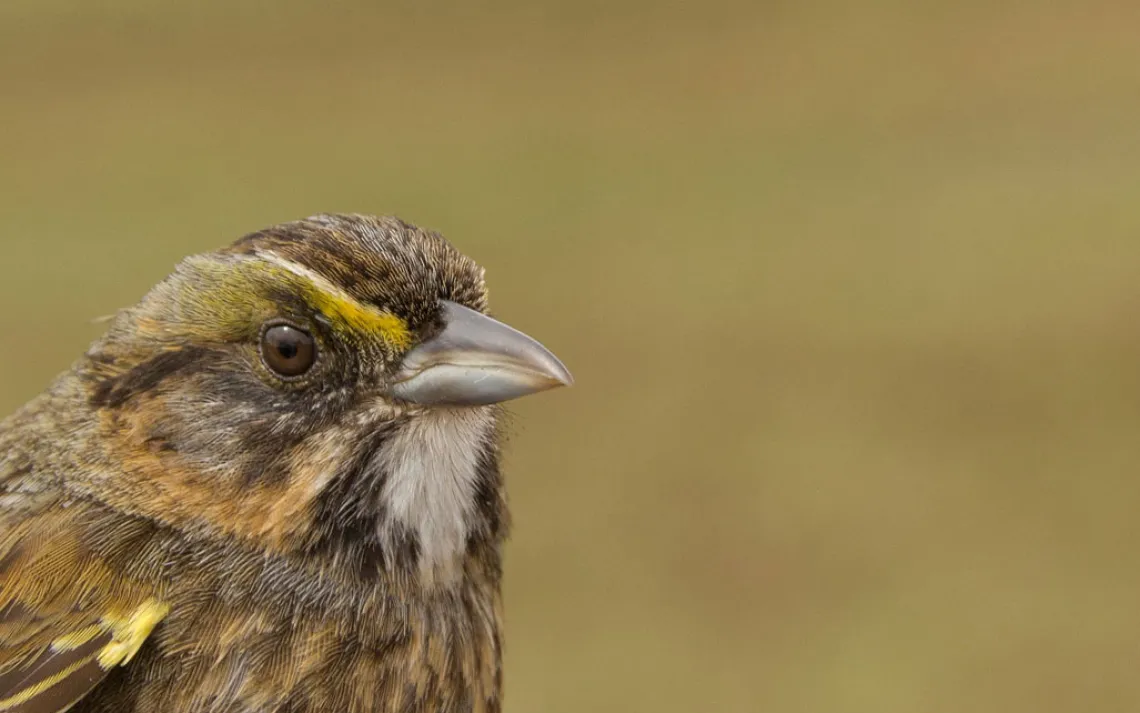 Seaside Sparrow