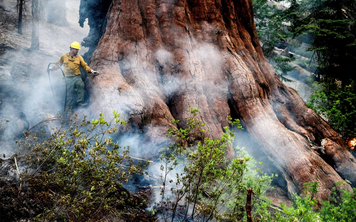 Sequoia Mariposa Fire