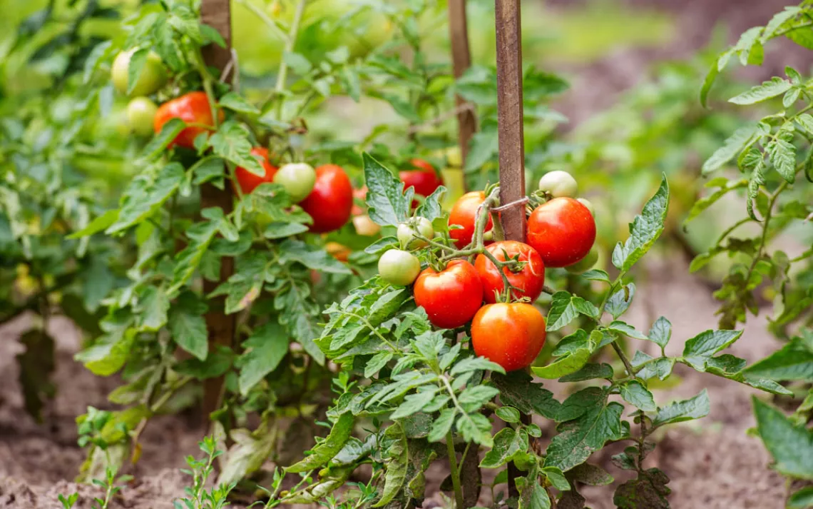 Tomatoes