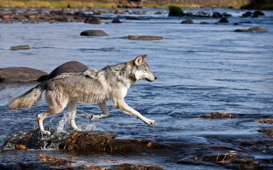 Autumn in Minnesota. A timber wolf running through the water. 