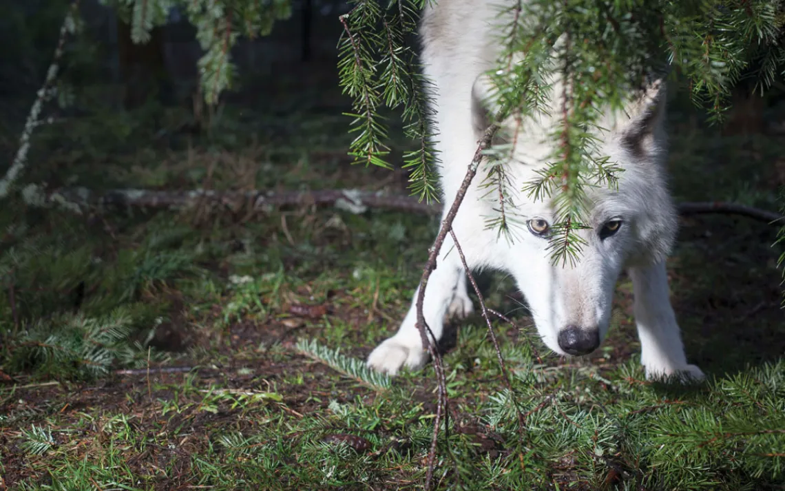 Wolf