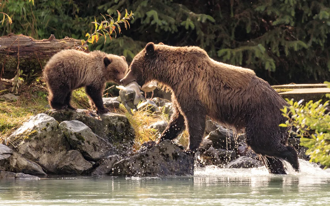 A grizzly bear and its cub.