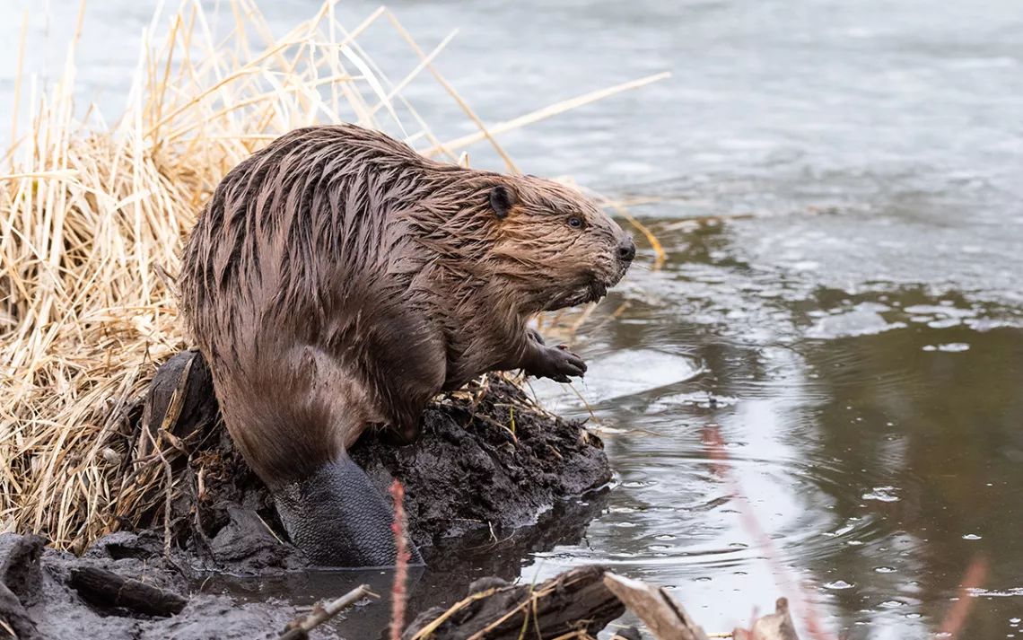 A beautiful and lustrously brown beaver crouches at the edge of a stream with its widdle paws together.