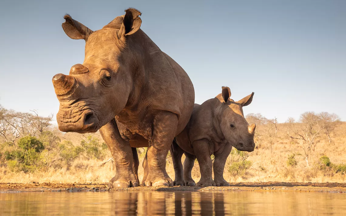 Adult and baby rhinos standing together in front of a pond, in front of a horizon of distant trees and a bright blue sky