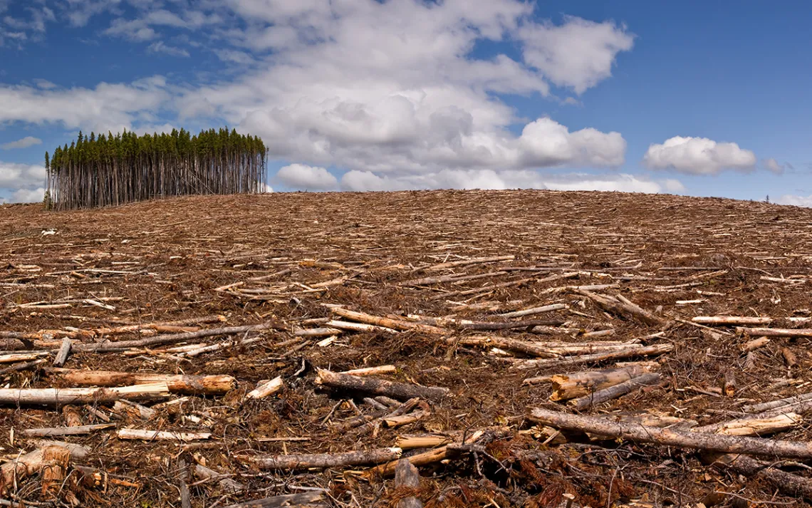 A small grove of pine trees still standing in the middle of a giant clear cut
