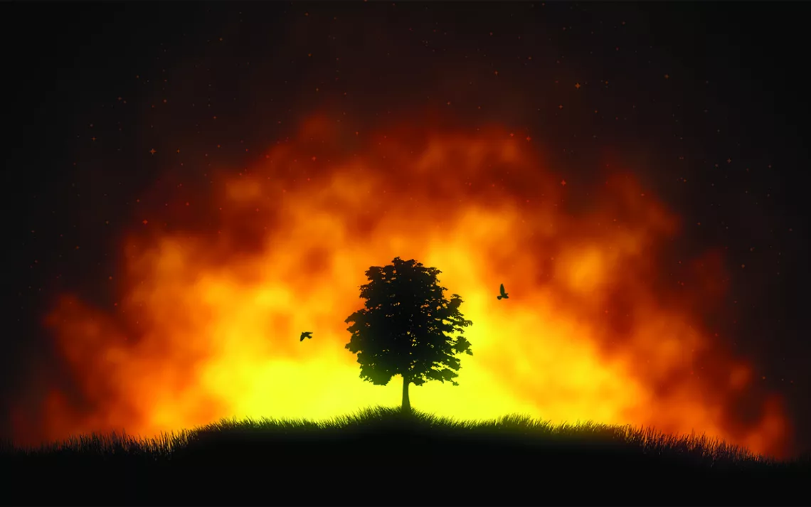 Illustration of a single bushy tree silhouetted against a firey landscape