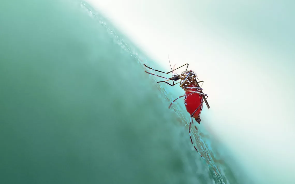 Mosquito with red abdomen plunges its little face into skin, in closeup