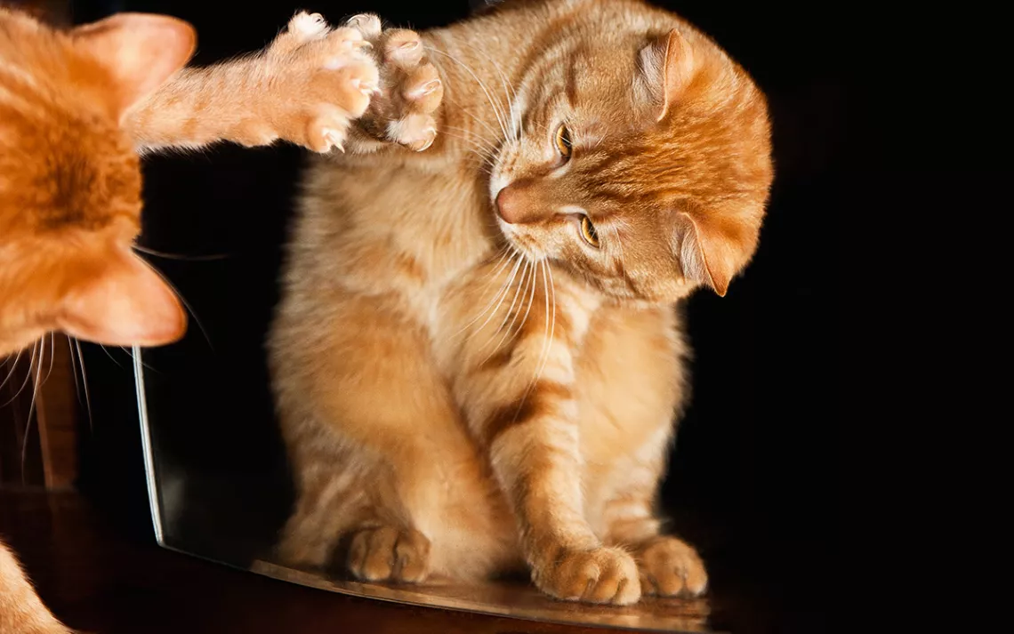 Orange cat looks at istelf in mirror, touching its reflection with one paw