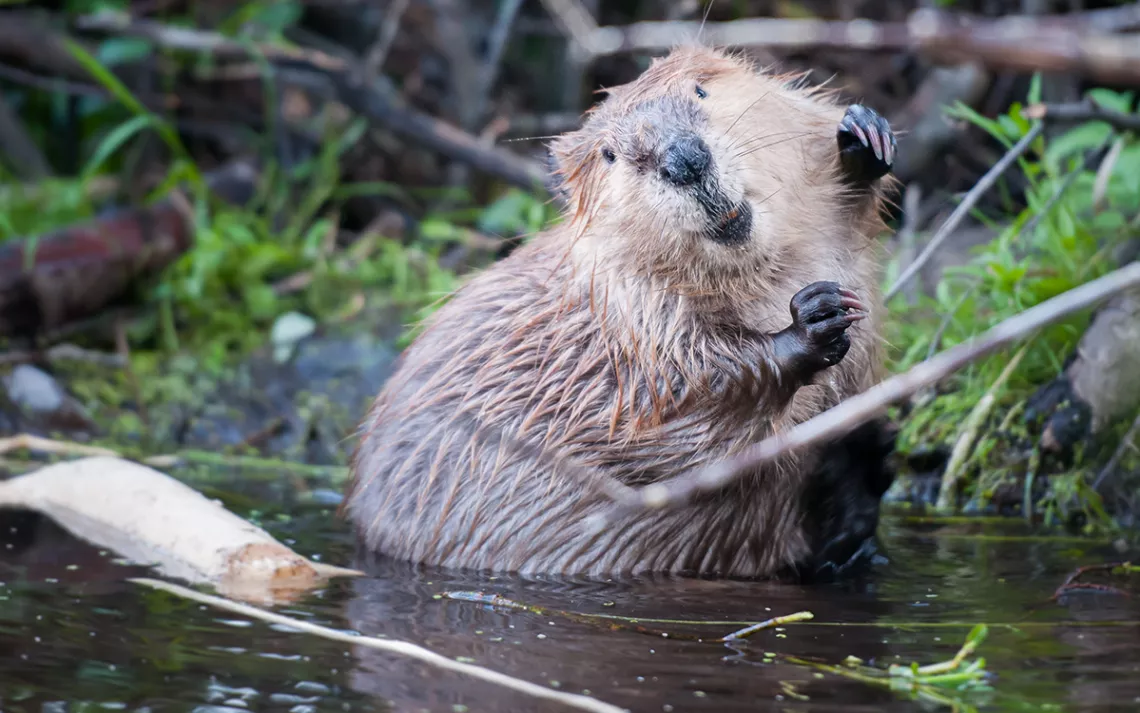 Beaver standing in a stream, facing the camera, little paws in the air and looking impossibly adorable. 